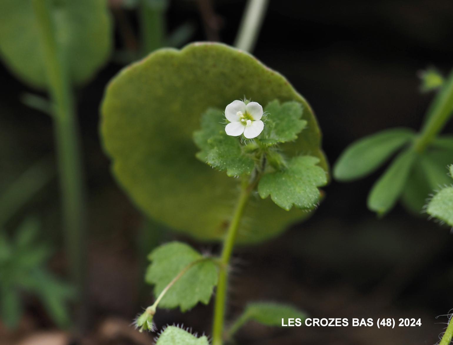 Speedwell, Pale